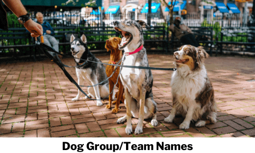 Dog Group/Team Names