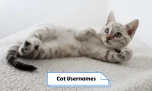Cat Usernames