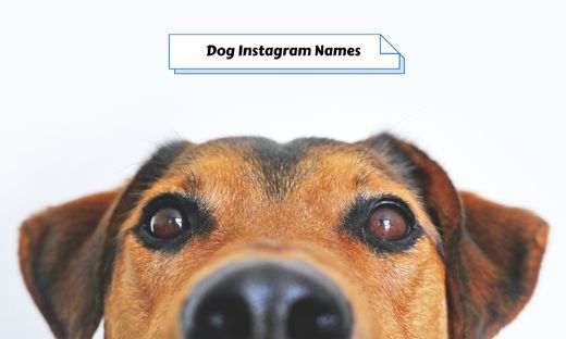 522-dog-instagram-names-ideas-for-your-pup