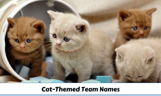 Funny Cat Themed Team Names