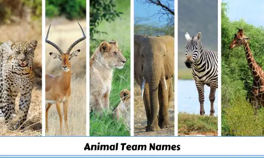 350-best-and-creative-animal-team-names-ideas-namesbee