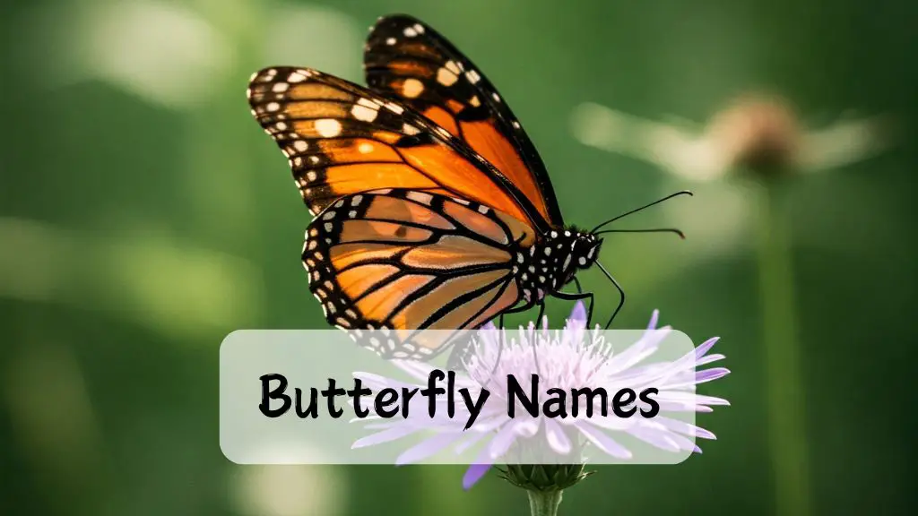 900+ Butterfly Names (Beautiful, Unique, and Scientific Ideas)